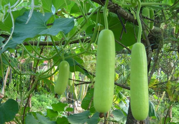 benefits-of-bottle-gourd-health-tips-from-kokilaben-hospital